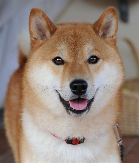 shiba inu photography